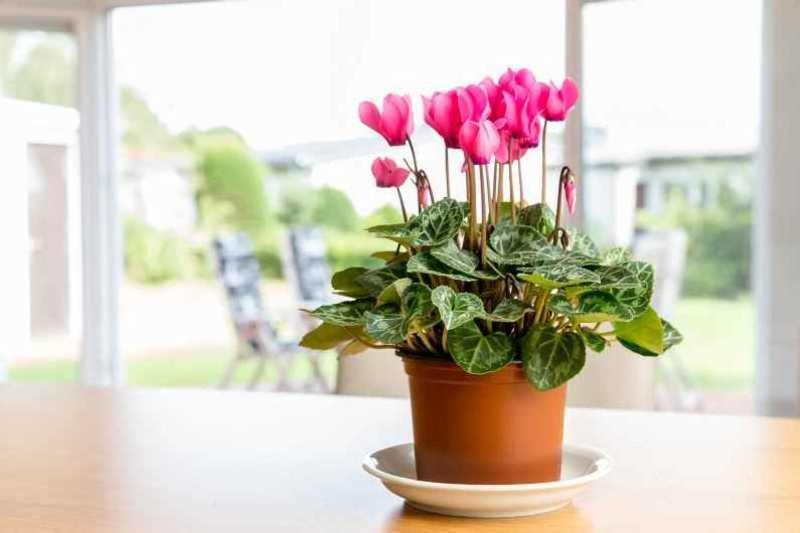 Ferienhaus Boje 9 Neuharlingersiel Dış mekan fotoğraf